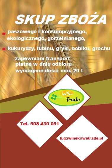 Skup zbóż paszowych, jakościowych i ekologicznych.płatne przy załadunku