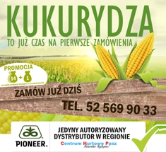 Nasiona Kukurydzy