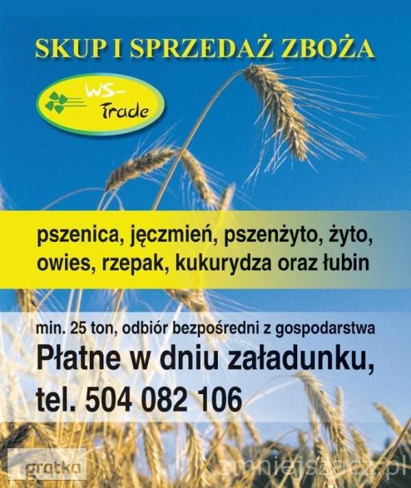 kupię kukurydzę